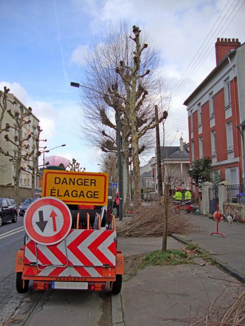 Photo élagage